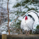 Image for article titled What to Do If Your Turkey Is Still Frozen